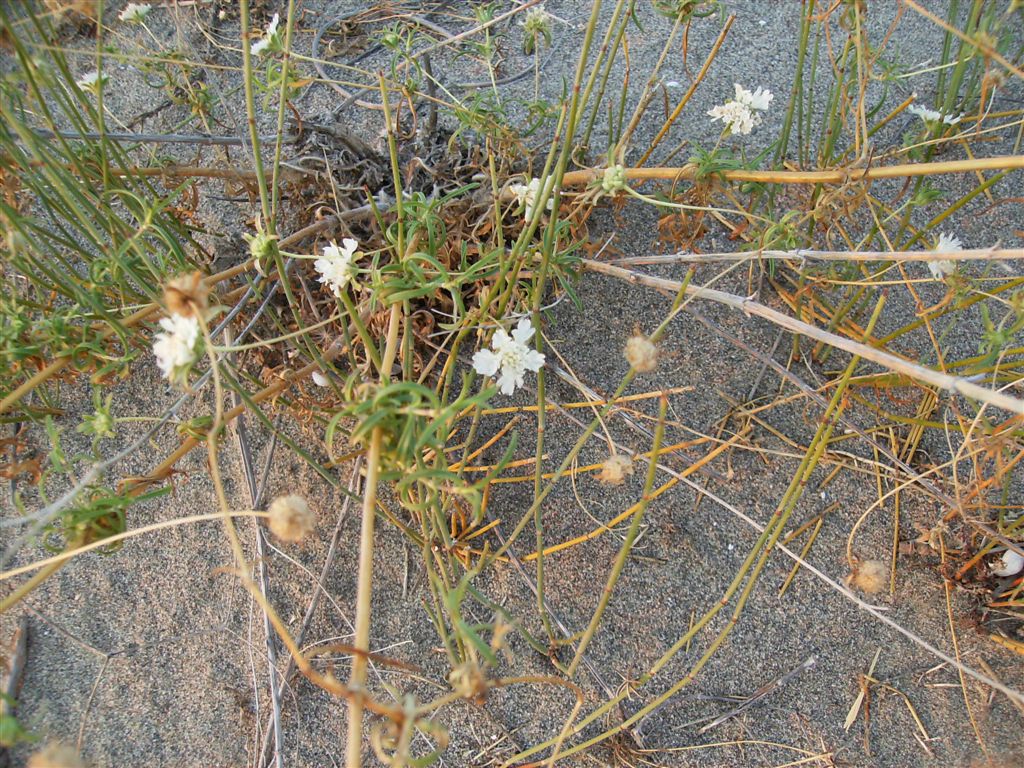 Lomelosia argentea / Vedovella delle spiagge